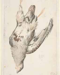 A Dead Bird (Quail?) Seen from Below by Count Giorgio Durante (Duranti)